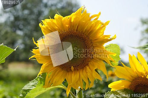 Image of Sunflower