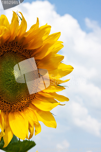 Image of Sunflower