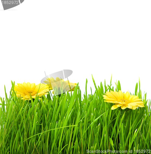 Image of Isolated green grass with yellow flowers