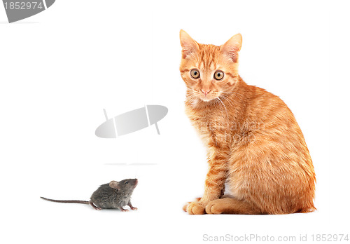 Image of Mouse and cat