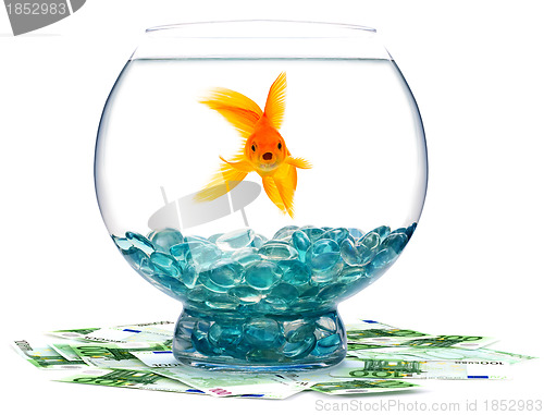 Image of Goldfish in aquarium 