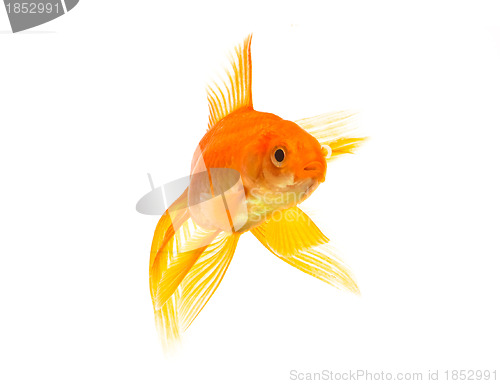 Image of Goldfish