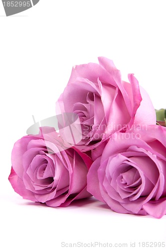 Image of Three fresh pink roses over white background