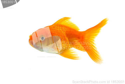 Image of Goldfish