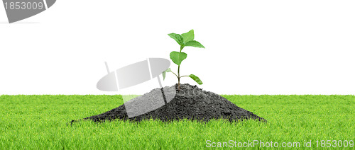 Image of Green sprout isolated 