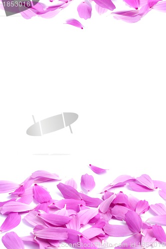 Image of Petals of flowers 