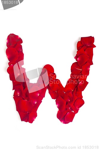 Image of Letter W made from red petals rose on white