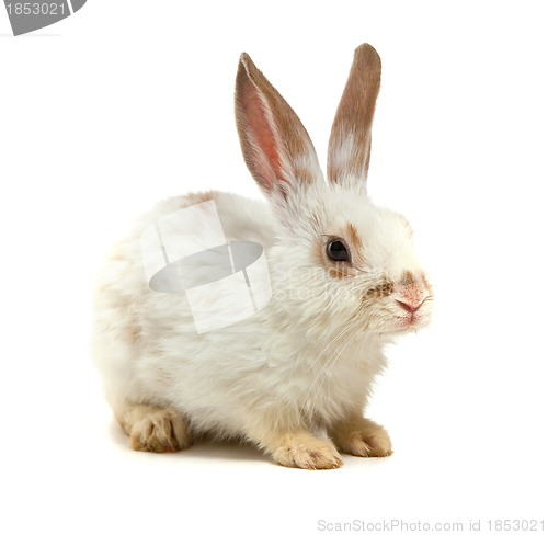 Image of White small rabbit