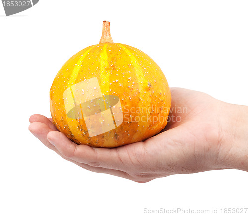 Image of Halloween pumpkin