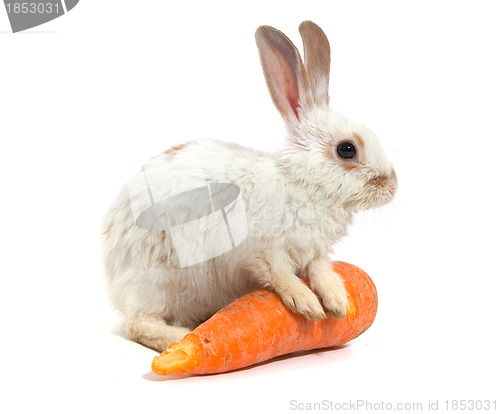 Image of White small rabbit