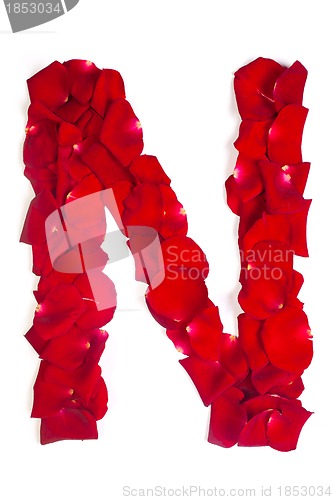 Image of Letter N made from red petals rose on white