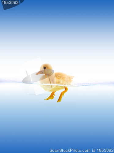 Image of The yellow duckling swimming