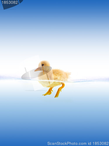 Image of The yellow duckling swimming