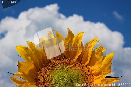 Image of Sunflower