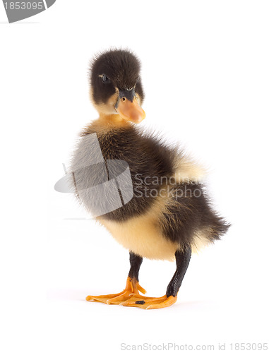 Image of The black small duckling