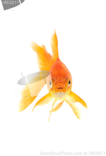 Image of Goldfish