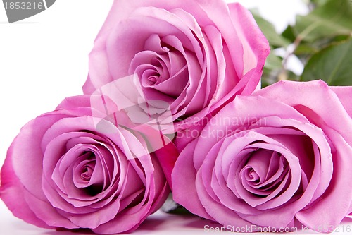 Image of Three fresh pink roses over white background