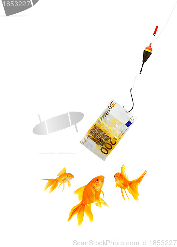 Image of Goldfish