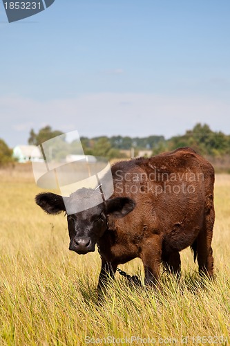 Image of Cow