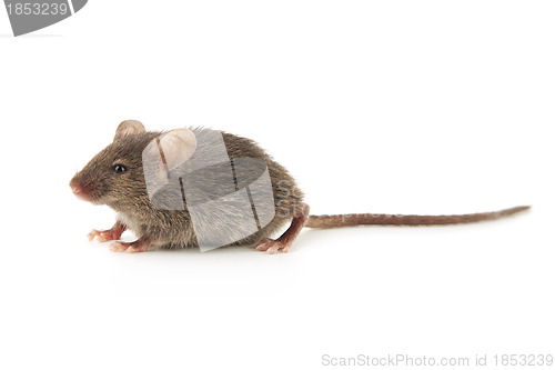 Image of Small mouse