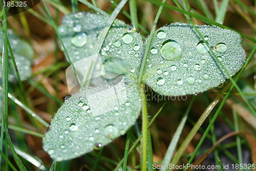 Image of Dew on the leaf