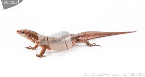 Image of Llizard