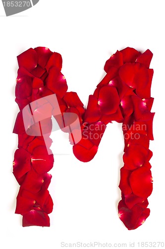 Image of Letter M made from red petals rose on white