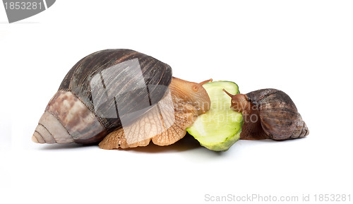 Image of Snails