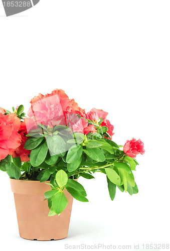 Image of Flower in a flowerpot