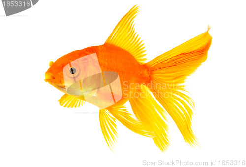 Image of Goldfish