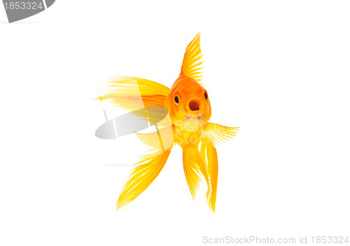 Image of Goldfish