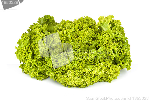 Image of Lettuce