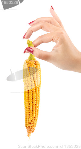 Image of Corn