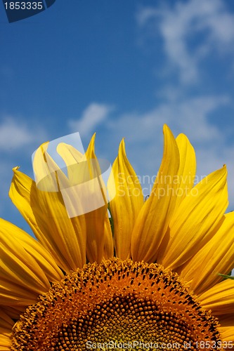 Image of Sunflower