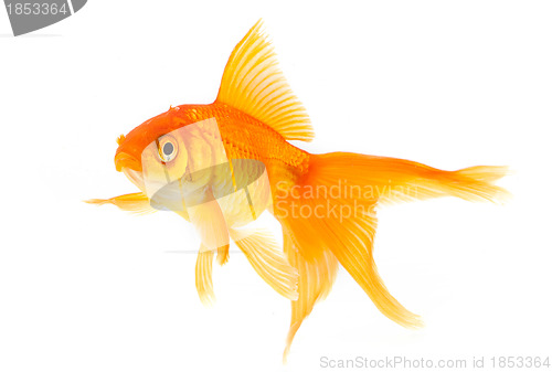 Image of Goldfish