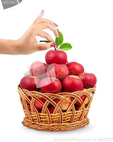 Image of Basket of apples