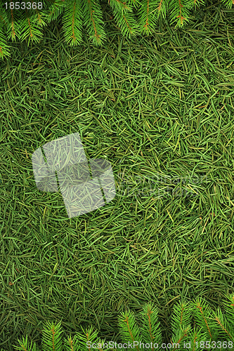 Image of Christmas spruce  texture