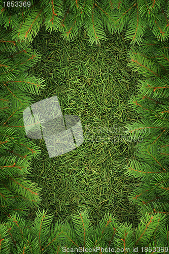 Image of Christmas spruce  texture