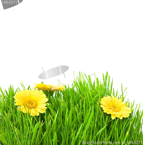 Image of Isolated green grass with yellow flowers