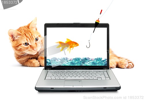 Image of Goldfish, cat, laptop 