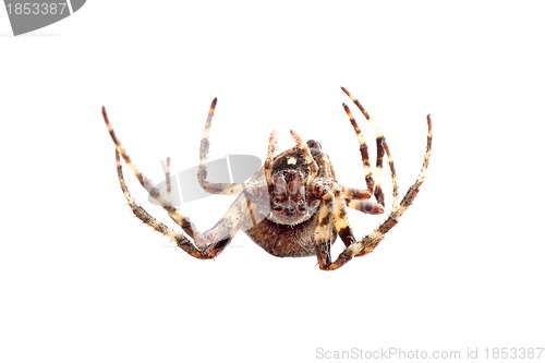 Image of Spider