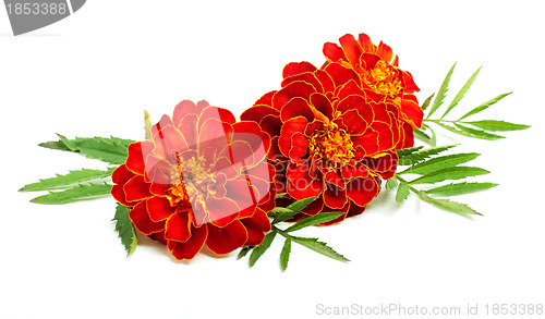 Image of Flowers