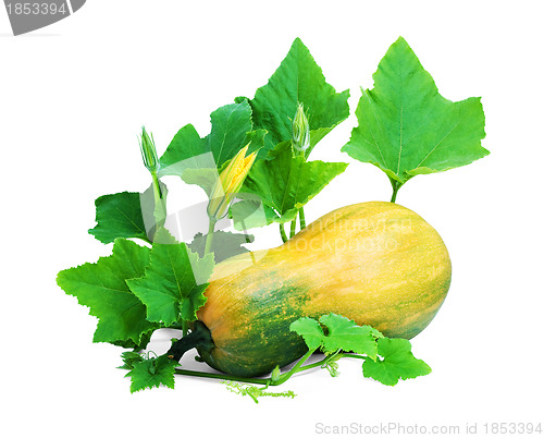 Image of Pumpkin