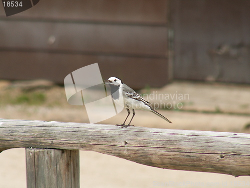 Image of wagtail