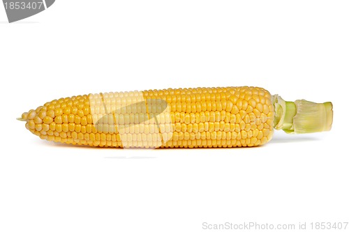 Image of Fresh uncooked corn on the cob