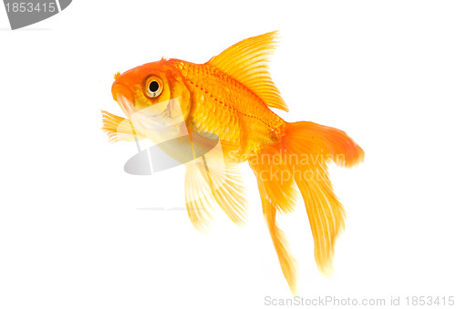 Image of Goldfish