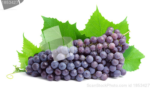Image of Grape