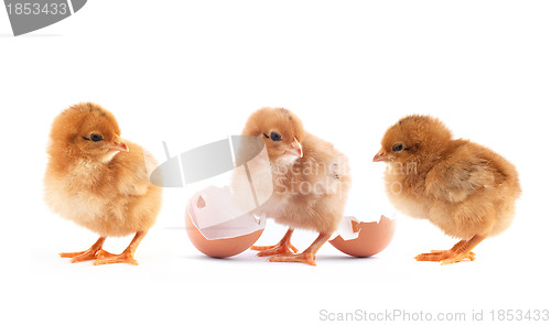 Image of The yellow small chicks