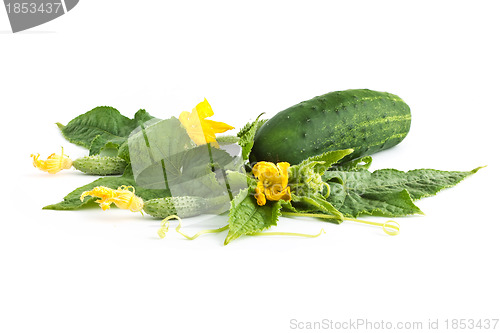 Image of The cucumber white flowers 