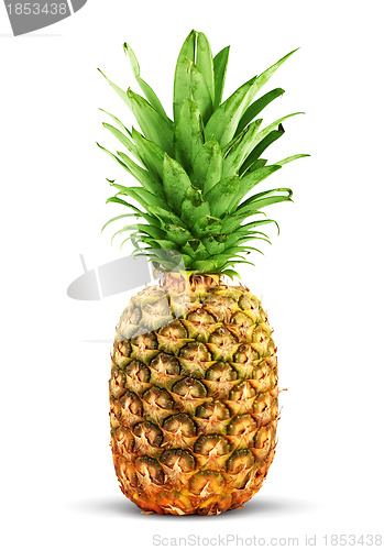 Image of Ripe pineapple